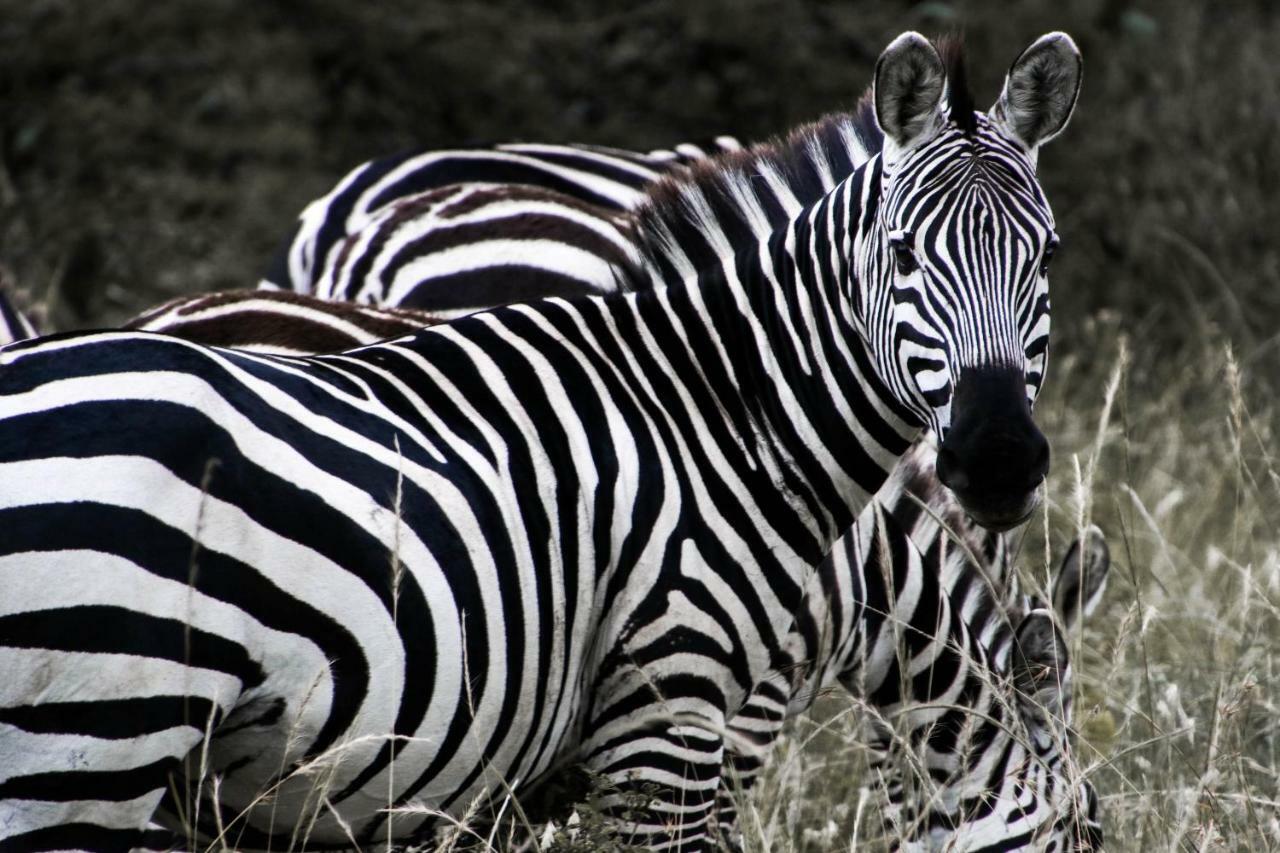 Taasa Lodge Serengeti Eksteriør billede