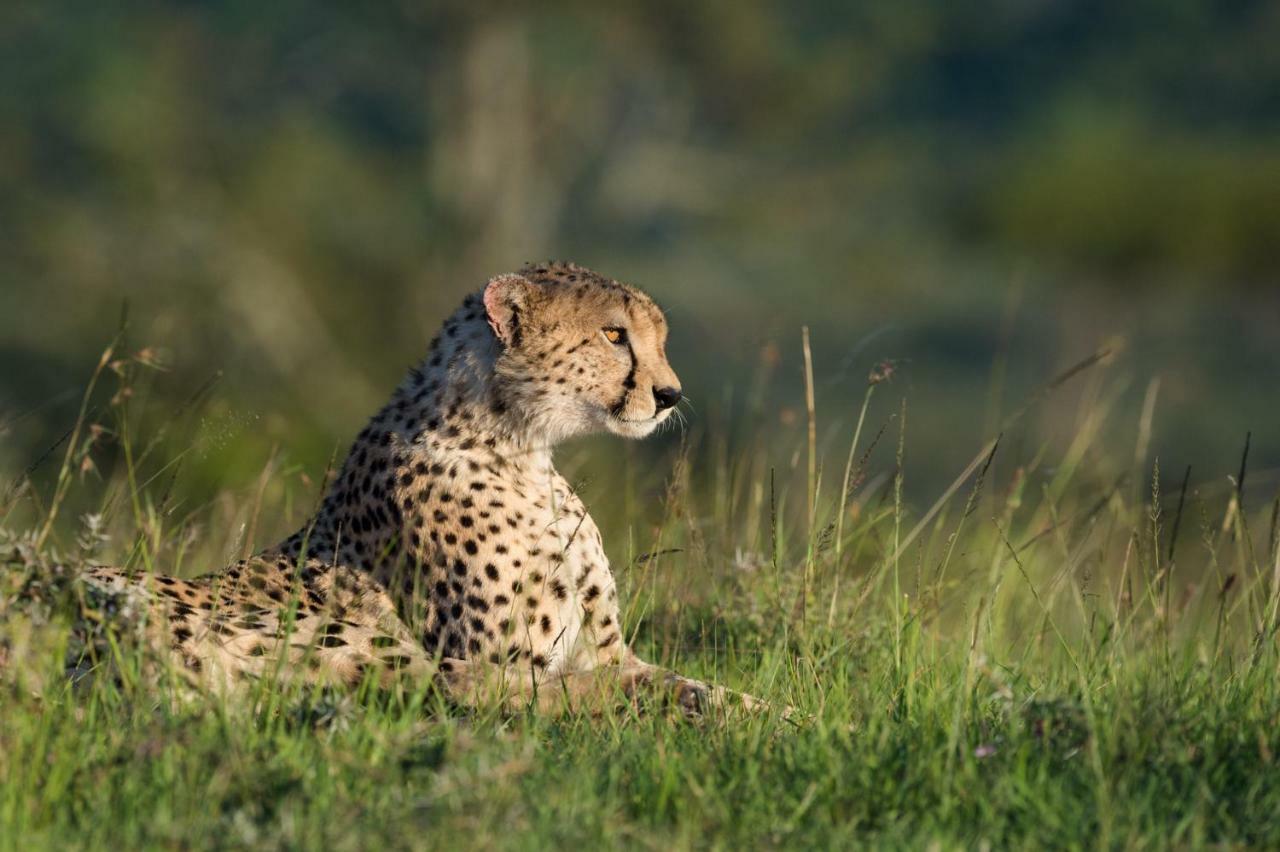 Taasa Lodge Serengeti Eksteriør billede