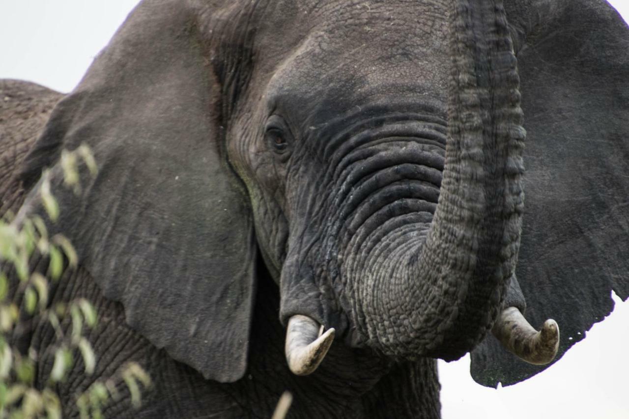 Taasa Lodge Serengeti Eksteriør billede