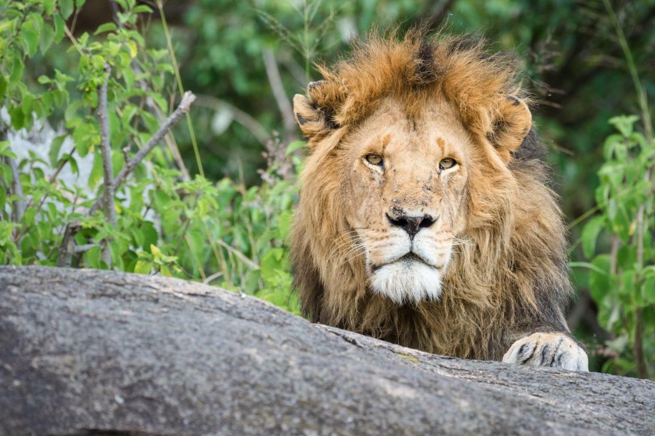 Taasa Lodge Serengeti Eksteriør billede