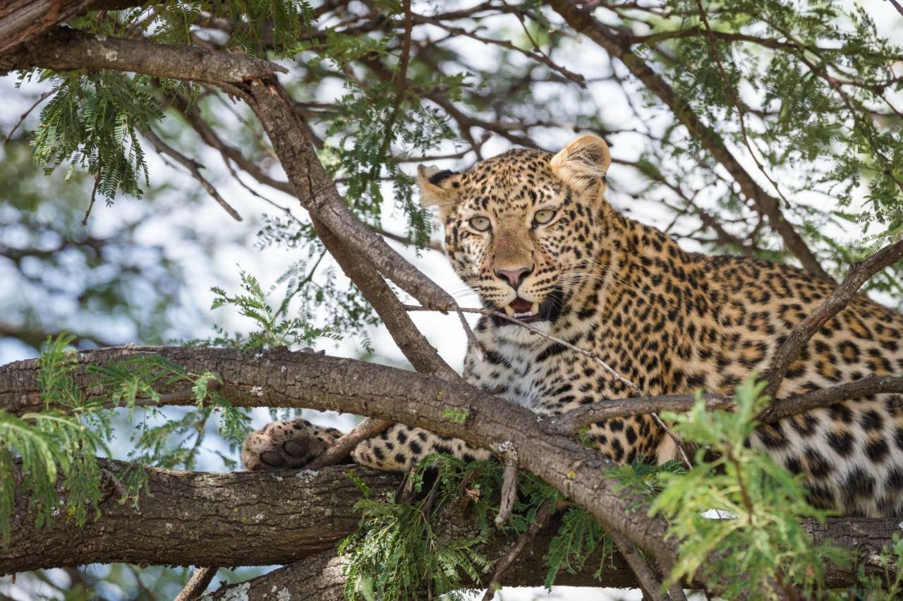 Taasa Lodge Serengeti Eksteriør billede